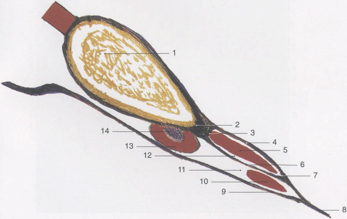图3-7 尿生殖膈的结构 (浅层)-妇产科学-医学